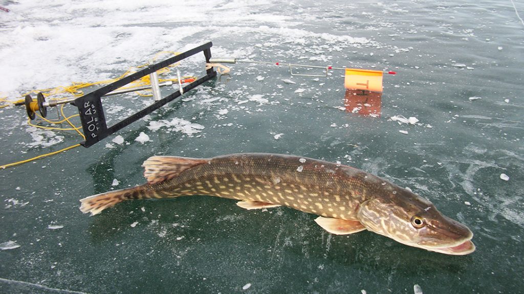 ice fishing, trout, ice