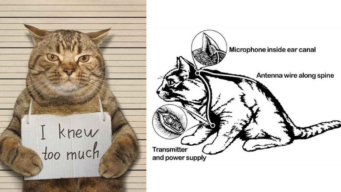 The CIA has done some crazy things over the years, like acoustic kitty.