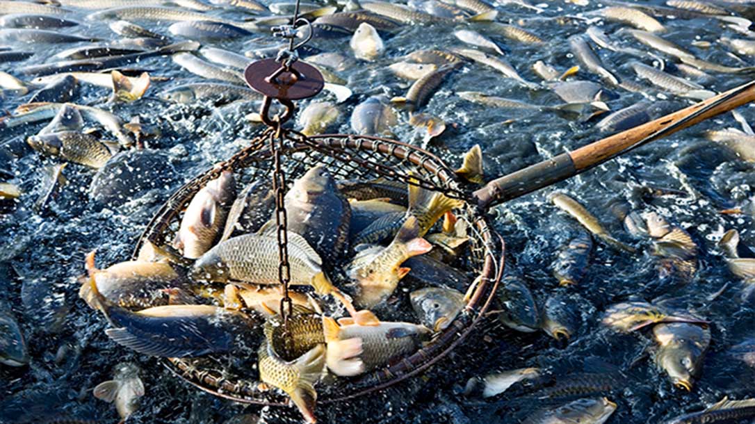 A fishing trap is a very useful tool for keeping yourself fed in a survival situation.
