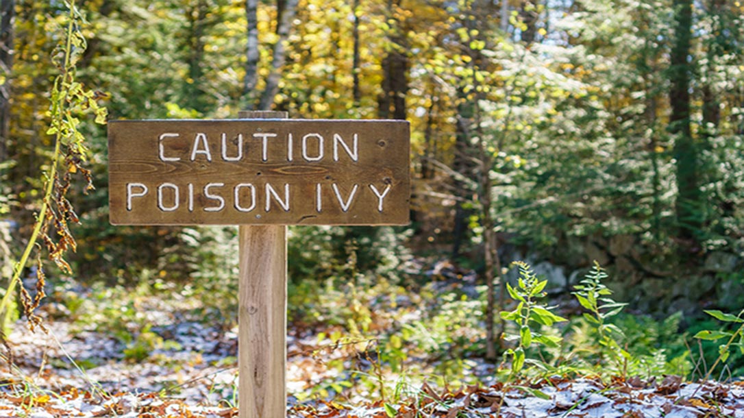 A poison ivy sign at the being of the forest warns to take caution.