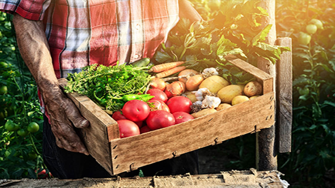 Farm to table is more than just a new trend in healthy living.