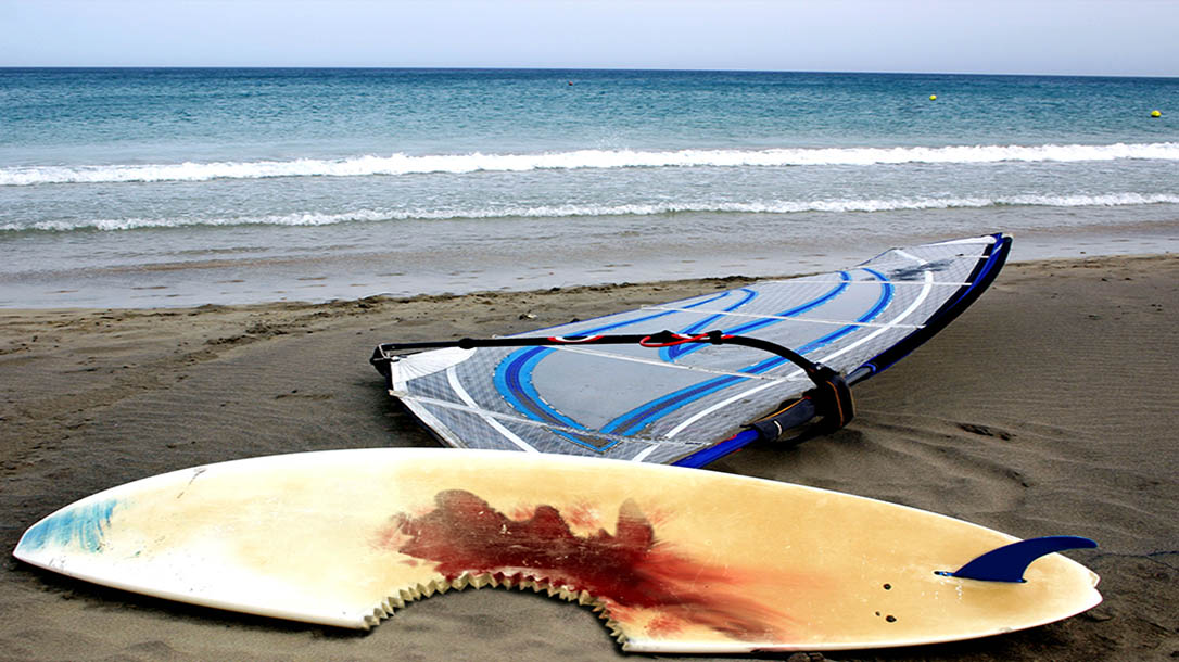 Shark attacks on surfers are increasingly common.