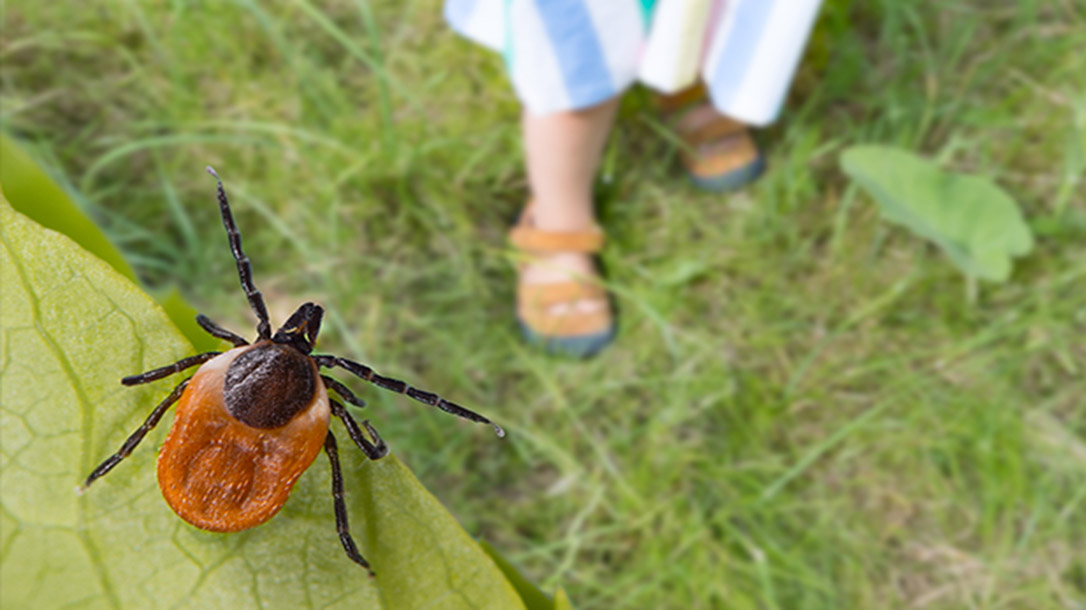 Dealing with ticks properly is very important.