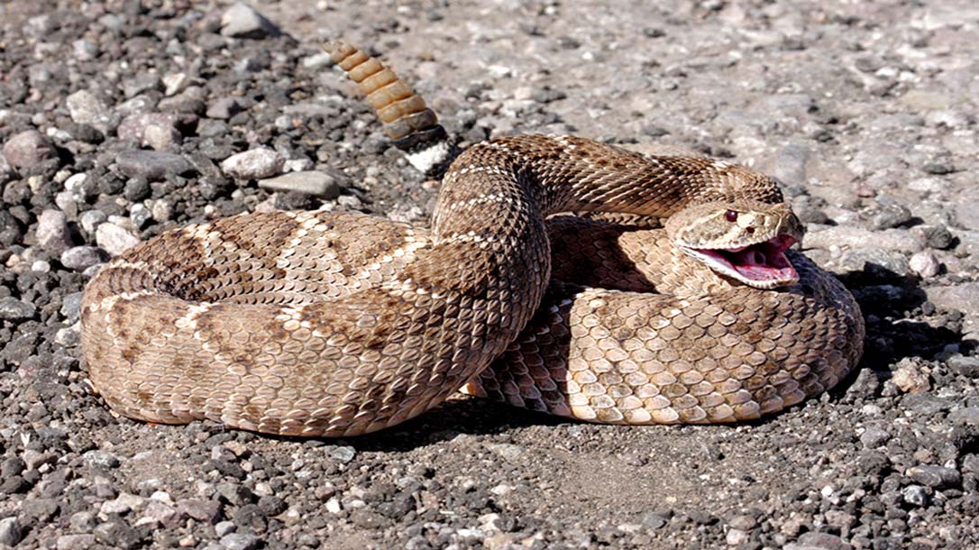 here's what you need to know if you ever get into a fight with a rattlesnake.