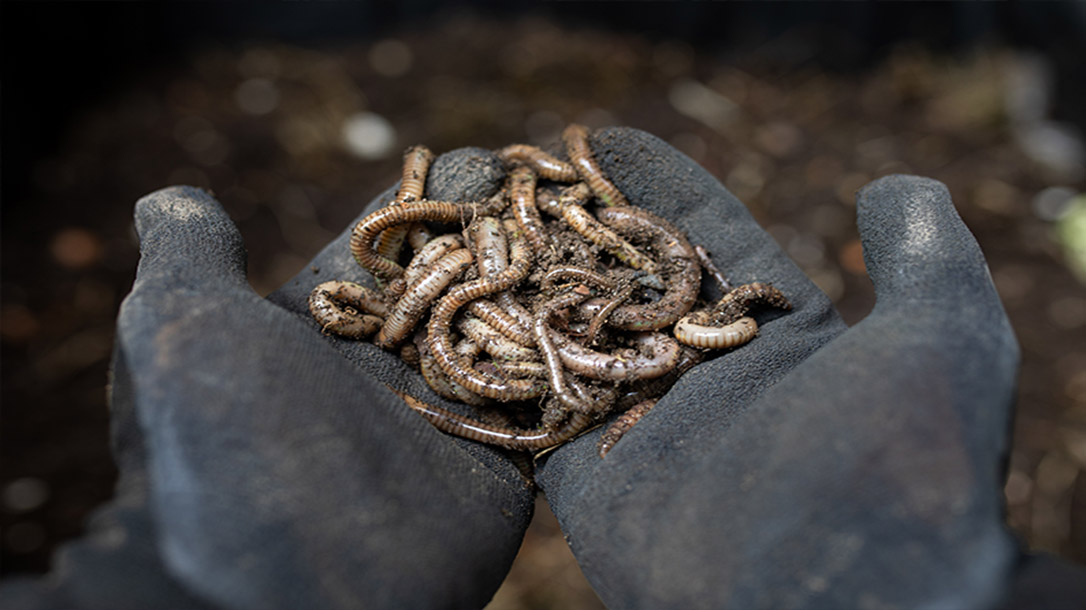 Why do people eat bugs you ask? because earthworms a delicacy in some parts of the world, and bonus, they're packed with protein.