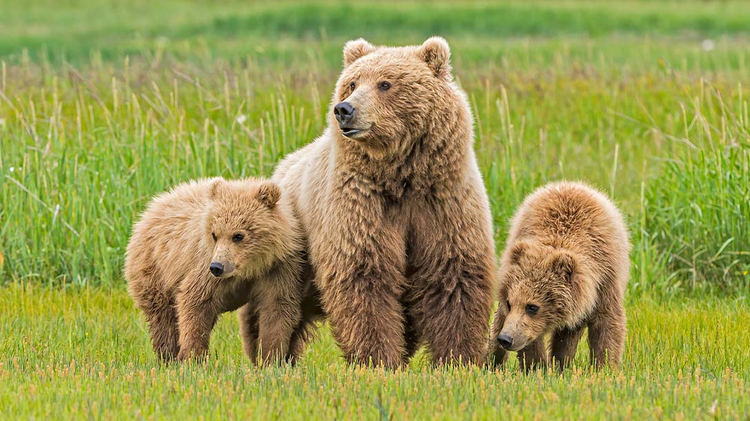 An encounter with a mother brown bear can be frightening as they are known to be overly protective of their cubs.