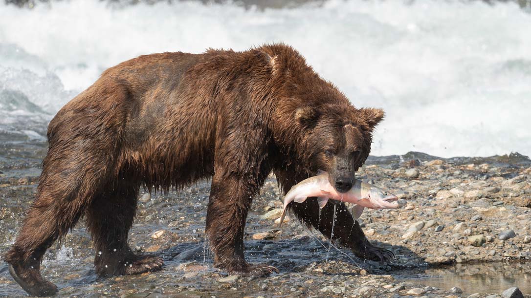 A brown bear encounter outdoors in nature is something you should constantly be on guard for.